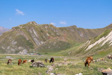 Gürcistan 'ın Büyük Kafkasya Dağları' ndaki Kazbegi Köyü yakınlarındaki Truso Vadisi 'ndeki yemyeşil tepelerde sığırlar otluyor. Rus sınırı. İnek sürüsü. Çiftçilik, Çayırlık