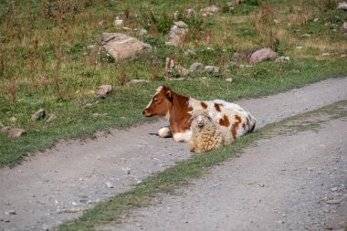 A cow lying on the hiking trail in in the Truso Valley leading to the Ketrisi Village in Kazbegi District,Mtskheta in the Greater Caucasus Mountains, Georgia. Russian Border. Herd of cows. Farming clipart