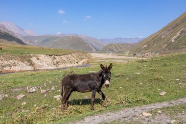 Ketrisi Köyü Kazbegi İlçesi yakınlarındaki Terek (Tergi) nehrinin yanında yürüyen bir eşek, Georgia.Ketrisi köyü ve Zakagori Kalesi, Büyük Kafkasya Dağları 'ndaki Mtskheta..