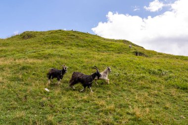 A herd of goats running down the slope of a alpine meadow near the mountain village of Ushguli in the Greater Caucasus Mountain Range in Georgia, Svaneti Region. Farmland, Grassland. Ranch clipart