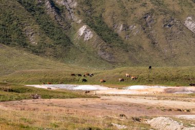 Gürcistan 'ın Büyük Kafkasya Dağları' ndaki Kazbegi Köyü yakınlarındaki Truso Vadisi 'ndeki yemyeşil tepelerde sığırlar otluyor. Rus sınırı. İnek sürüsü. Mineral yayları