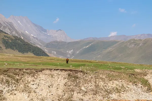 Gürcistan 'ın Kafkasya Dağları' ndaki Ketrisi Köyü Kazbegi İlçesi yakınlarındaki Truso Vadisi 'nde Terek (Tergi) nehrinin yanında yabani bir at otluyor. Truso Boğazı. Rusya Sınırı