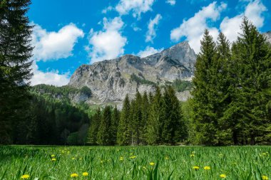 Baharda sarı çiçekli Alp otlağı. Avusturya 'nın Yukarı Styria bölgesindeki Hochschwab Bölgesi' nin panoramik manzarası. Avrupa 'nın güzel Alplerinde Zinken' in keskin zirvesi. Turizm, vahşi doğa.