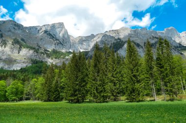 Avusturya 'nın Upper Styria kentindeki Hochschwab Bölgesi' nde panoramik manzaralı dağlık bir çayırda. Avrupa 'nın güzel Alplerinde Zinken' in keskin zirvesi. Tırmanan turizm, vahşi doğa. Özgürlük kavramı