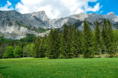 Avusturya 'nın Upper Styria kentindeki Hochschwab Bölgesi' nde panoramik manzaralı dağlık bir çayırda. Avrupa 'nın güzel Alplerinde Zinken' in keskin zirvesi. Tırmanan turizm, vahşi doğa. Özgürlük kavramı