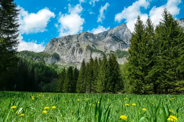 Baharda sarı çiçekli Alp otlağı. Avusturya 'nın Yukarı Styria bölgesindeki Hochschwab Bölgesi' nin panoramik manzarası. Avrupa 'nın güzel Alplerinde Zinken' in keskin zirvesi. Turizm, vahşi doğa.