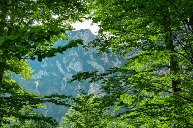Carinthia, Avusturya ve Slovenya sınırındaki Kamnik Savinja Alpleri 'ndeki Jezerska Kocna zirvesindeki yaprak döken orman manzarası. Vellacher Kotschna 'daki dağ zirveleri. Dağcılık mı? Özgürlük
