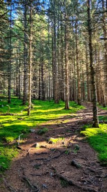 Styria, Avusturya ve Avrupa 'daki Seckau Alpleri' nde bir ormanda yürüyüş yapmak. Işık huzmeleri heybetli bir ormanı delip geçer. Avrupa çam ormanlarında sabah ışığı. Toprak yosunlarla kaplanmış..