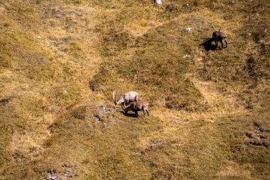 Avusturya 'nın Styria bölgesindeki Hochschwab bölgesinde bir dağ keçisi grubu. Avrupa 'da Alpler. Vahşi yaşam ve vahşi doğa. Vahşi hayvanların doğal yaşam alanı. Vadi, yumuşak tepeler. Özgürlük kavramı
