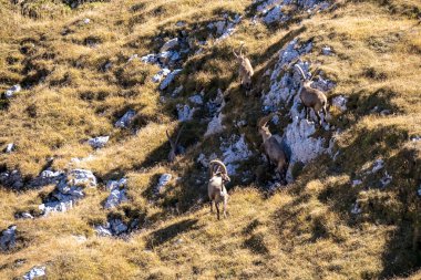 Avusturya 'nın Styria bölgesindeki Hochschwab bölgesinde bir dağ keçisi grubu. Avrupa 'da Alpler. Vahşi yaşam ve vahşi doğa. Vahşi hayvanların doğal yaşam alanı. Vadi, yumuşak tepeler. Özgürlük kavramı