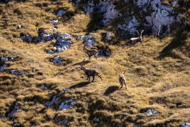 Avusturya 'nın Styria bölgesindeki Hochschwab bölgesinde bir dağ keçisi grubu. Avrupa 'da Alpler. Vahşi yaşam ve vahşi doğa. Vahşi hayvanların doğal yaşam alanı. Vadi, yumuşak tepeler. Özgürlük kavramı