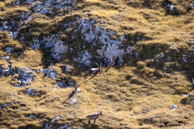 Avusturya 'nın Styria bölgesindeki Hochschwab bölgesinde bir dağ keçisi grubu. Avrupa 'da Alpler. Vahşi yaşam ve vahşi doğa. Vahşi hayvanların doğal yaşam alanı. Vadi, yumuşak tepeler. Özgürlük kavramı