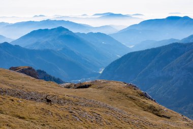 Avusturya 'nın Styria bölgesindeki Hochschwab bölgesinde bir dağ keçisi. Avrupa 'da Alpler. Vahşi yaşam ve vahşi doğa. Vahşi hayvanların doğal yaşam alanı. Puslu vadi ve yumuşak tepeler. Özgürlük kavramı