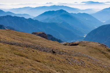 Avusturya 'nın Styria bölgesindeki Hochschwab bölgesinde bir dağ keçisi. Avrupa 'da Alpler. Vahşi yaşam ve vahşi doğa. Vahşi hayvanların doğal yaşam alanı. Puslu vadi ve yumuşak tepeler. Özgürlük kavramı