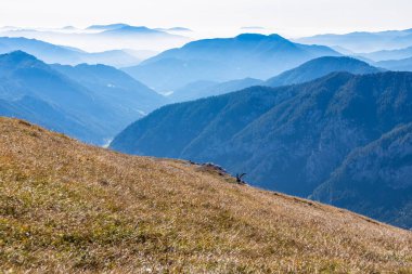 Avusturya 'nın Styria bölgesindeki Hochschwab bölgesinde bir dağ keçisi. Avrupa 'da Alpler. Vahşi yaşam ve vahşi doğa. Vahşi hayvanların doğal yaşam alanı. Puslu vadi ve yumuşak tepeler. Özgürlük kavramı