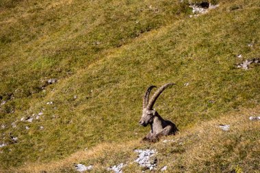 Avusturya 'nın Styria bölgesindeki Hochschwab bölgesinde bir dağ keçisi. Avrupa 'da Alpler. Vahşi yaşam ve vahşi doğa. Vahşi hayvanların doğal yaşam alanı. Puslu vadi ve yumuşak tepeler. Özgürlük kavramı