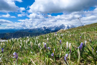 Karawanks ve Julian Alps, Carinthia, Avusturya 'daki dağ zirvelerinde panoramik manzaralı pembe ve beyaz tarlalar. Slovenya sınırı. Triglav ve Mangart Dağı 'na bakıyorum.