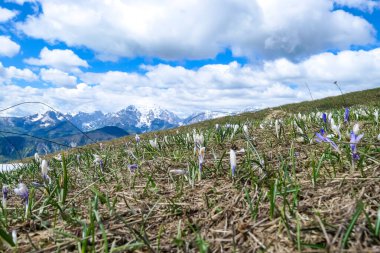 Karawanks ve Julian Alps, Carinthia, Avusturya 'daki dağ zirvelerinde panoramik manzaralı pembe ve beyaz tarlalar. Slovenya sınırı. Triglav ve Mangart Dağı 'na bakıyorum.