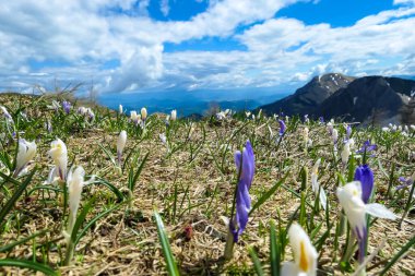 Karawanks ve Julian Alps, Carinthia, Avusturya 'daki dağ zirvelerinde panoramik manzaralı pembe ve beyaz tarlalar. Slovenya sınırı. Triglav ve Mangart Dağı 'na bakıyorum.