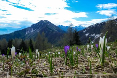 Frauenkogel yakınlarında, ilkbaharın başlarında Karawanks, Carinthia, Avusturya 'da dağ tepelerinde panoramik manzaralı pembe ve beyaz bir tarla. Slovenya sınırı. Kahlkogel Dağı 'na bakıyorum (Golica)