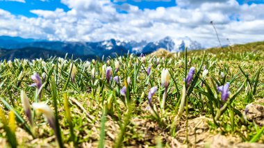 Karawanks ve Julian Alps, Carinthia, Avusturya 'daki dağ zirvelerinde panoramik manzaralı pembe ve beyaz tarlalar. Slovenya sınırı. Triglav ve Mangart Dağı 'na bakıyorum.