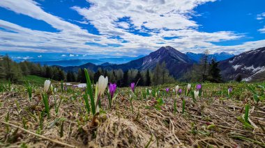 Frauenkogel yakınlarında, ilkbaharın başlarında Karawanks, Carinthia, Avusturya 'da dağ tepelerinde panoramik manzaralı pembe ve beyaz bir tarla. Slovenya sınırı. Kahlkogel Dağı 'na bakıyorum (Golica)