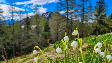 Bahar kar tanesi çiçeği (Leucojum vernum), Avusturya 'nın Carinthia kentindeki Karawanks' ta ilkbaharın başlarında çiçek açar. Avusturya Alplerinde beyaz çiçekler. Blooming, Triglav Ulusal Parkı. Hahnkogel (Klek)