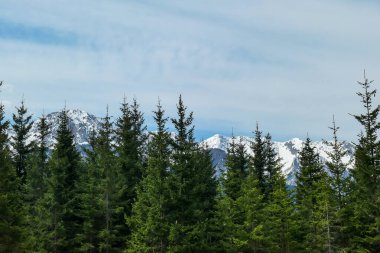 Avusturya, Carinthia 'da Sinacher Gupf yakınlarında Karawanks' ın karla kaplı zirvelerinin manzarası. Wertatscha Dağı ve Hochstuhl (Stol) ilkbaharın başlarında sık ormanlardan görülebilir. Güneşli Rosental