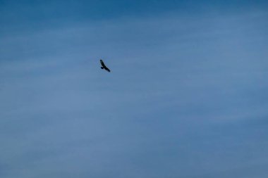Vahşi kuş, yüksek dağların üzerinden mavi gökyüzünde yavaşça ve görkemli bir şekilde uçuyor. Vahşi yaşam ve saf doğa kavramı. Karawank 'ta Özgürlük, Avusturya, Carinthia' daki Sinacher Gupf 'a gidiyor.