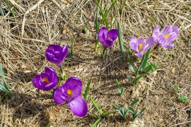 Avusturya, Carinthia 'da Feistritz im Rosental' deki bir çayırda ilkbaharın başlarında açan pembe tarlalar. Avusturya Alplerindeki Karawanks 'ta beyaz çiçekler. Çiçek açan çiçekler