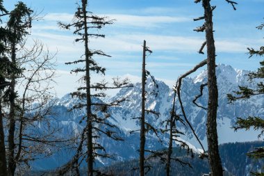 Avusturya 'nın Carinthia kentindeki Sinacher Gupf' a giden Karawanks tepelerinin kar manzaralı manzarası. Wertatscha Dağı, ilkbaharın başlarında sık ormanlardan görülebilir. Güneşli bir günde Rosental. Yürüyüş.