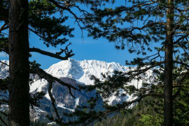 Avusturya 'nın Carinthia kentindeki Sinacher Gupf' a giden Karawanks tepelerinin kar manzaralı manzarası. Kosiak Dağı, ilkbaharın başlarında sık ormanlardan görülebilir. Güneşli bir günde Rosental. Yürüyüş.