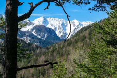 Avusturya 'nın Carinthia kentindeki Sinacher Gupf' a giden Karawanks tepelerinin kar manzaralı manzarası. Kosiak Dağı, ilkbaharın başlarında sık ormanlardan görülebilir. Güneşli bir günde Rosental. Yürüyüş.