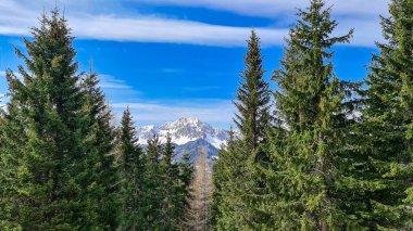 Avusturya, Carinthia 'daki Sinacher Gupf' tan Karawanks 'ın karla kaplı zirvelerinin manzarası. Hochstuhl Dağı (Stol), ilkbaharın başlarında sık ormanlardan görülebilir. Güneşli bir günde Rosental. Özgürlük
