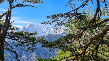 Avusturya 'nın Carinthia kentindeki Sinacher Gupf' a giden Karawanks tepelerinin kar manzaralı manzarası. Wertatscha Dağı, ilkbaharın başlarında sık ormanlardan görülebilir. Güneşli bir günde Rosental. Yürüyüş.