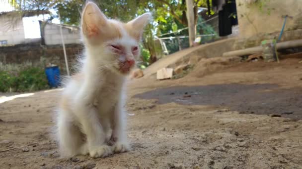 Süße Schöne Katze Speck — Stockvideo