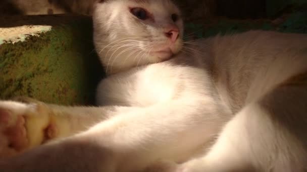 Drăguț Fundal Domestic Pentru Pisici Animale — Videoclip de stoc