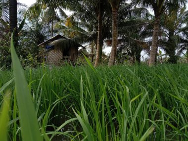 a shack house that stands in the middle of rice fields and surrounded by coconut trees