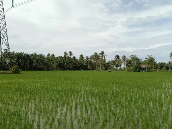 Pirinç Tarlaları Pirinç Ile Ekildi Ama Henüz Pirinç Tohumlarını Bırakmadılar — Stok fotoğraf