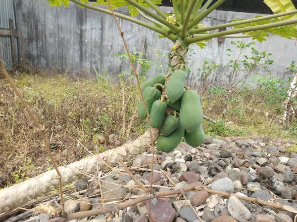 Papaya Trees Grow Curved Letter Because Stems Bent Rocks — Stock Fotó