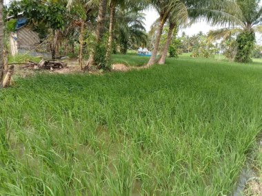 Etrafındaki yeşil pirinç tarlaları ve bitkiler serin ve ferahlatıcı bir izlenim verir.