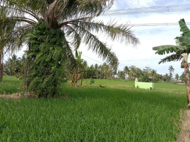 Etrafındaki yeşil pirinç tarlaları ve bitkiler serin ve ferahlatıcı bir izlenim verir.