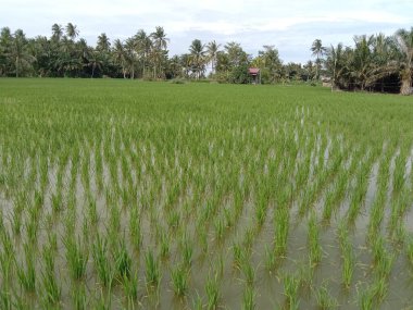 Etrafındaki yeşil pirinç tarlaları ve bitkiler serin ve ferahlatıcı bir izlenim verir.