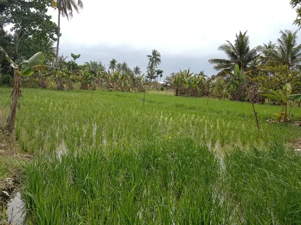Простор Зеленых Рисовых Полей Растений Вокруг Дает Прохладное Освежающее Впечатление — стоковое фото
