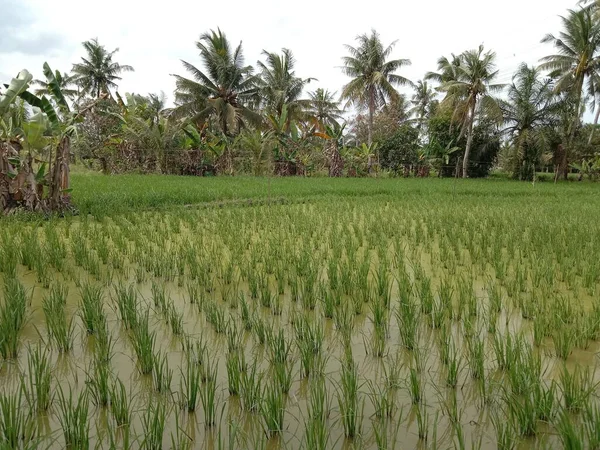 Rozloha Zelených Rýžových Polí Okolních Rostlin Vytváří Chladný Osvěžující Dojem — Stock fotografie