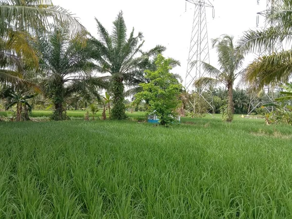 Простор Зеленых Рисовых Полей Растений Вокруг Дает Прохладное Освежающее Впечатление — стоковое фото