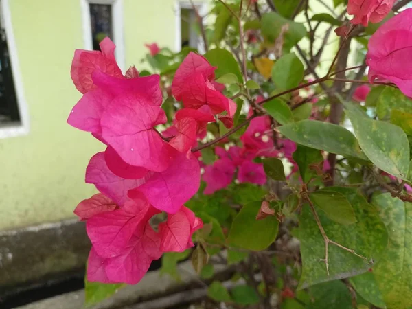 Bougenville Virágokat Gyakran Ültetnek Udvaron Hogy Szebbé Tegyék Ház Megjelenését — Stock Fotó