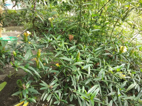 Vahşi Yetişen Bir Süs Bitkisi Düz Dokusu Koyu Yeşil Yaprakları — Stok fotoğraf