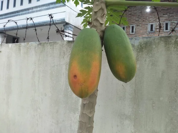 Papaya Gyümölcs Amelyet Gyakran Fogyasztanak Gyümölcsként Vagy Gyümölcslevek Készítéséhez Használt — Stock Fotó