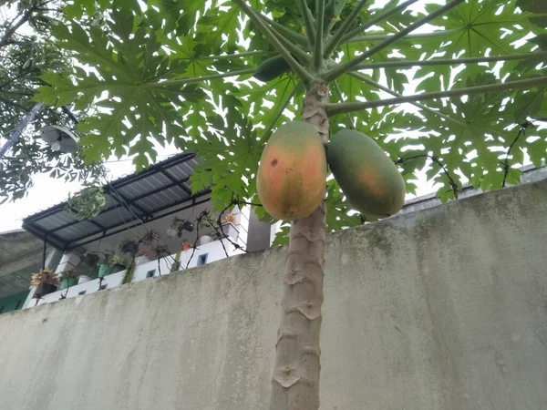 Fruta Papaya Que Menudo Consume Como Fruta Ingrediente Para Hacer —  Fotos de Stock